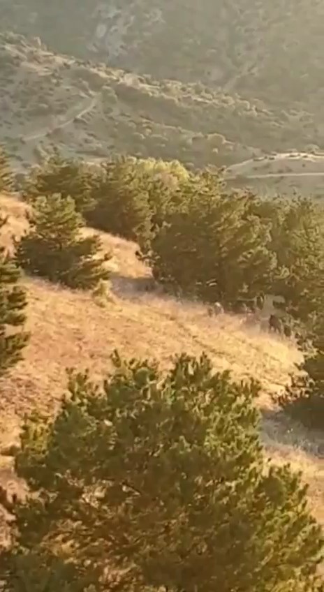 Elazığ’da domuz sürüsü bahçeyi talan etti, bahçe sahibi duruma tepki gösterdi