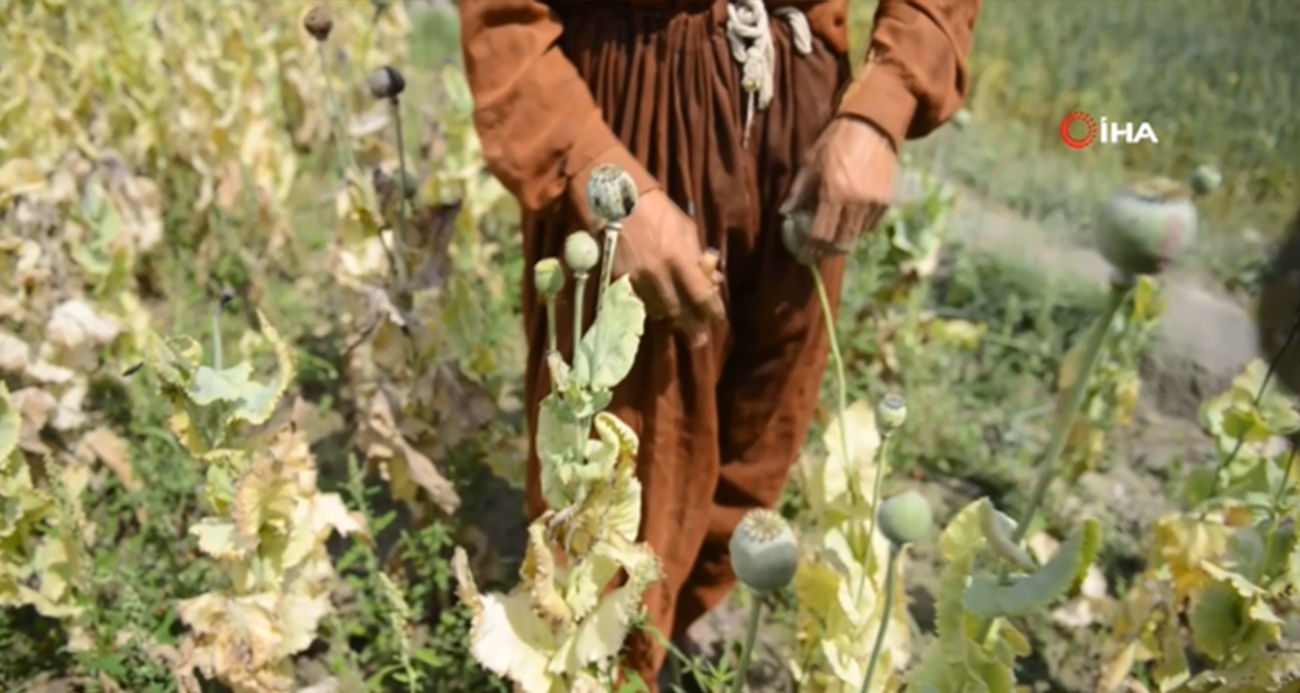 Afganistan’da uyuşturucu ekimi ve üretimi neredeyse sıfıra indi
