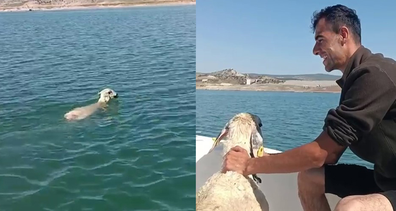 Balıkçının ağına “Koyun” takıldı