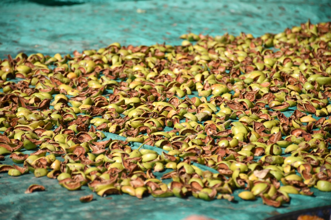 Evlerin damları meyve kuruları ile doldu