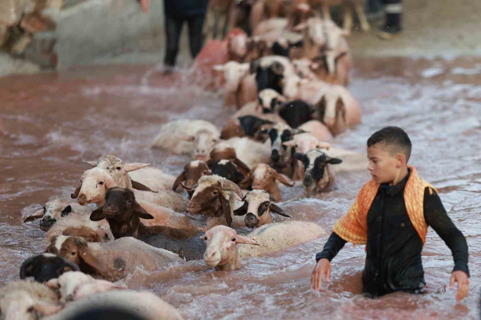 Kök boyalarla boyanıp boncuklarla süslenen koyunlar, çobanların arkasından suya atladı