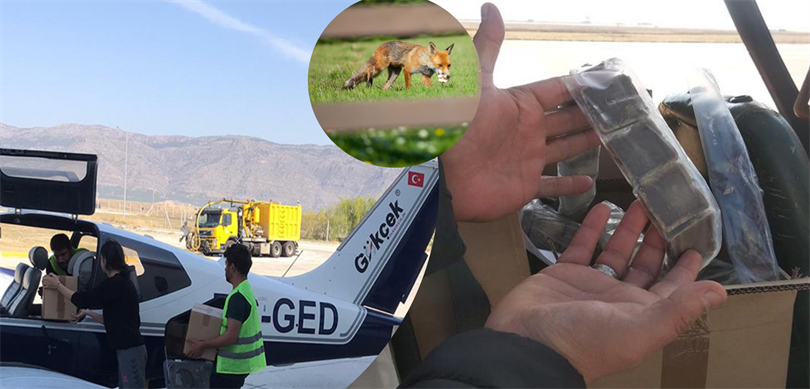 Kuduzla mücadele için yaban hayvanlarına havadan aşılı yemler bırakılıyor