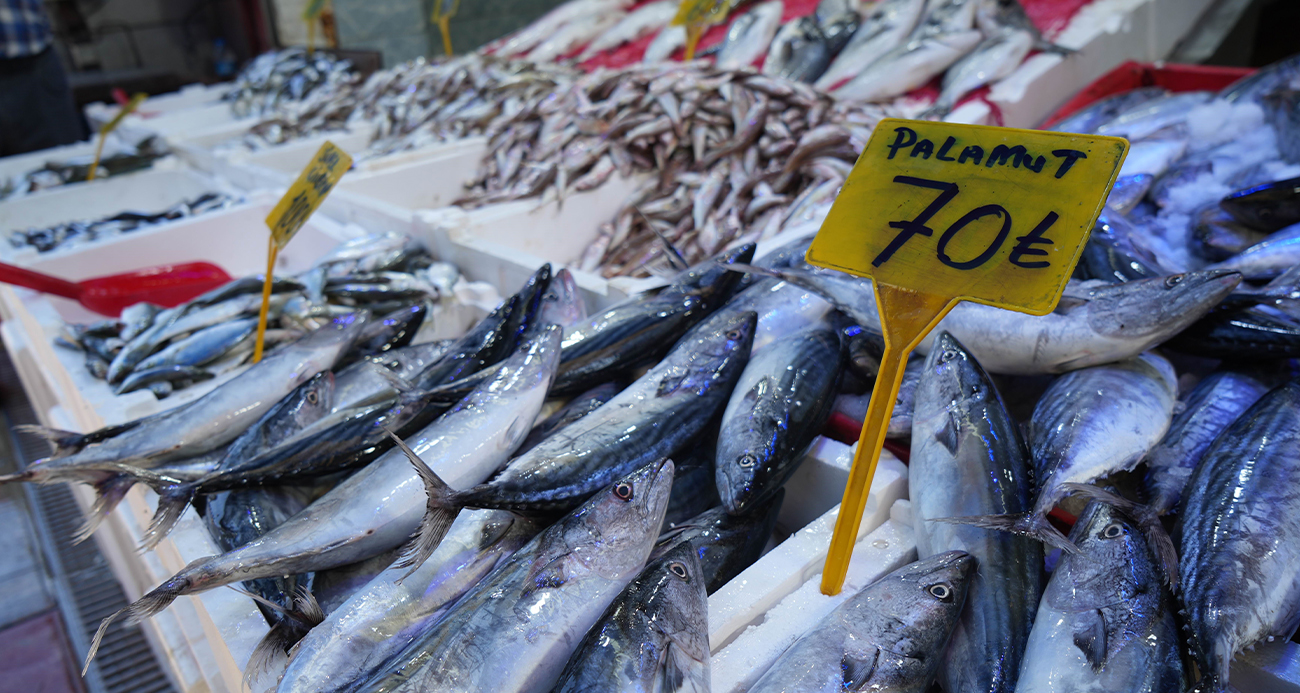 Palamutta bolluk yaşanıyor: Kilosu 70 TL