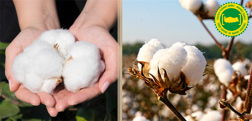Söke Pamuğu AB’den Coğrafi İşaret Tescili aldı