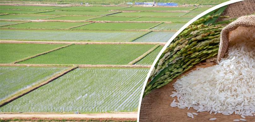 TMO çeltik alım fiyatları belirledi