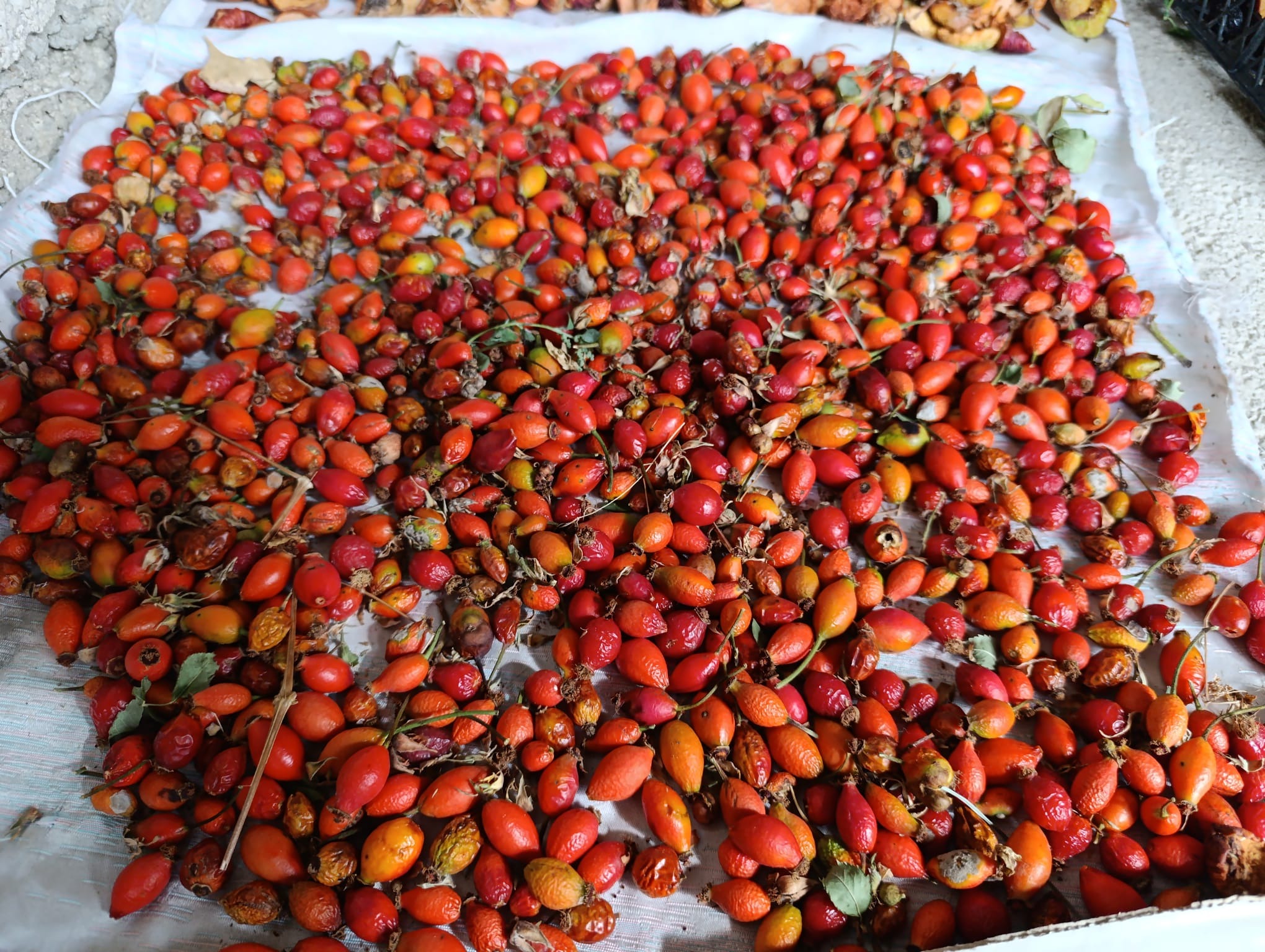 Van’da “Kuşburnu” zamanı