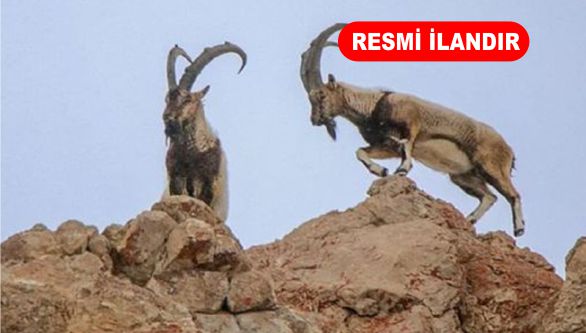 AV TURİZMİ KAPSAMINDA AVLATTIRILACAK YABANCI AVCI KOTALARININ SATIŞ İŞİ İHALESİ YAPILACAK