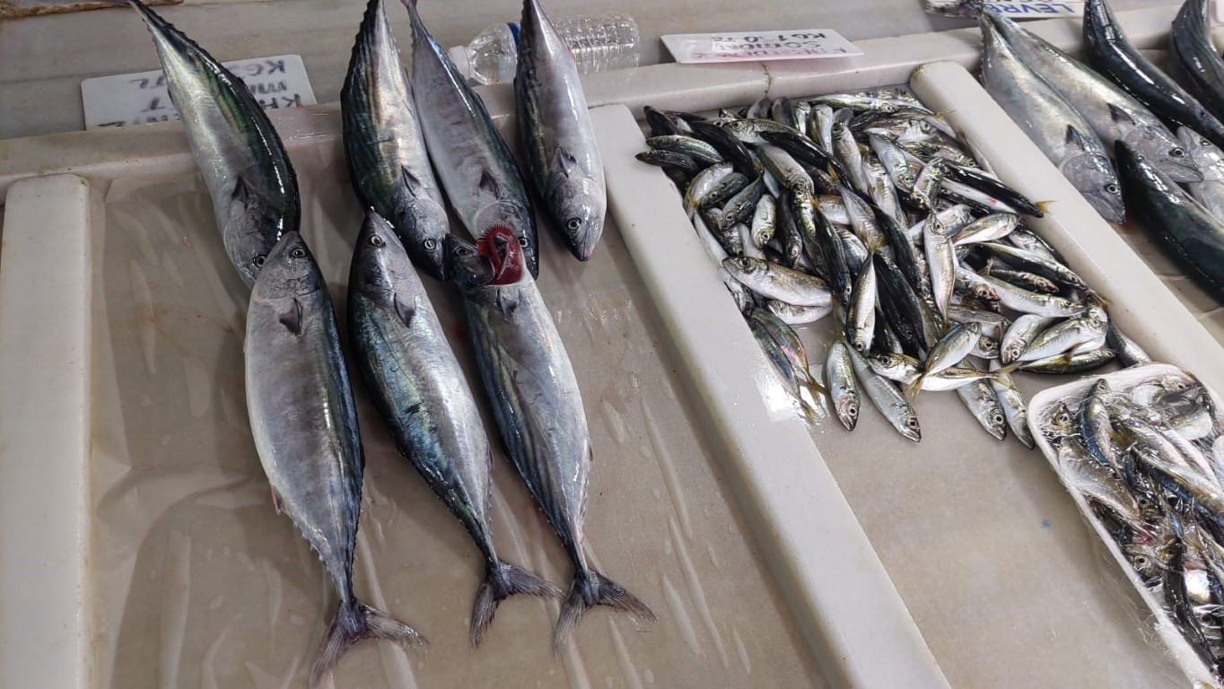 Sezonun ilk balıkları tezgahlarda