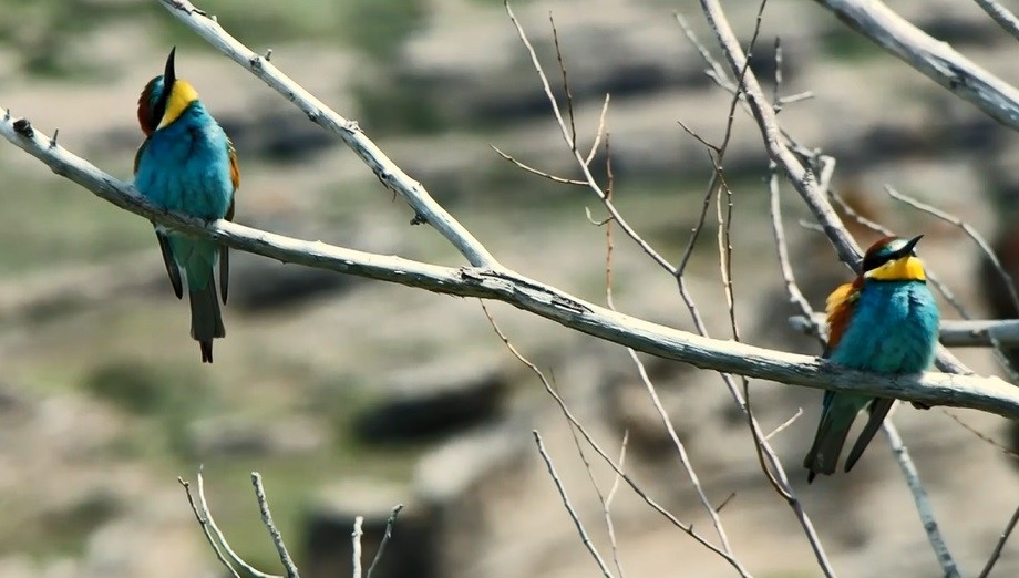 Bitlis, bir çok kuş türüne ev sahipliği yapıyor