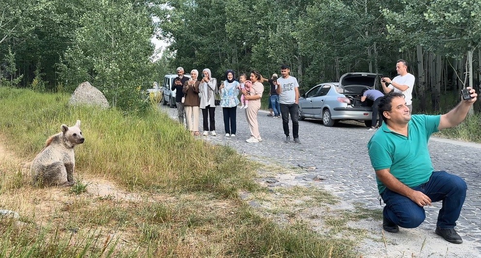 Bitlis’te Ayı ile selfie çeken vatandaşlar ayıya cips ikram ettiler