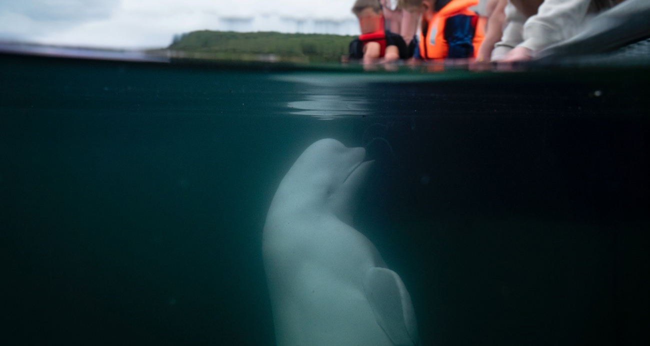 Rusya’nın casus balinası ölü bulundu