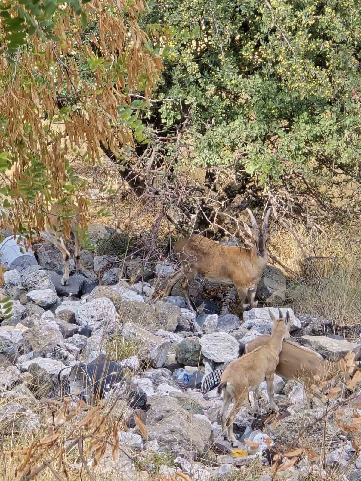 Dağ keçileri sürü halinde görüntülendi