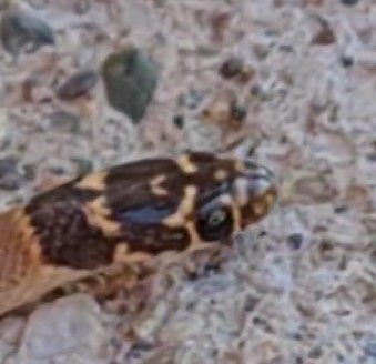 En uysal yılan Tunceli’de görüntülendi