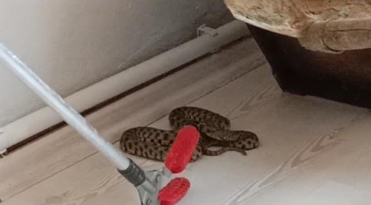 Eve giren yılan paniğe neden oldu