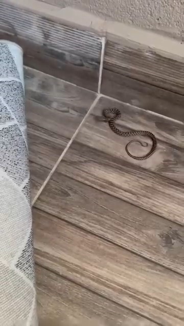 Evin balkonunda görülen yılan paniğe neden oldu