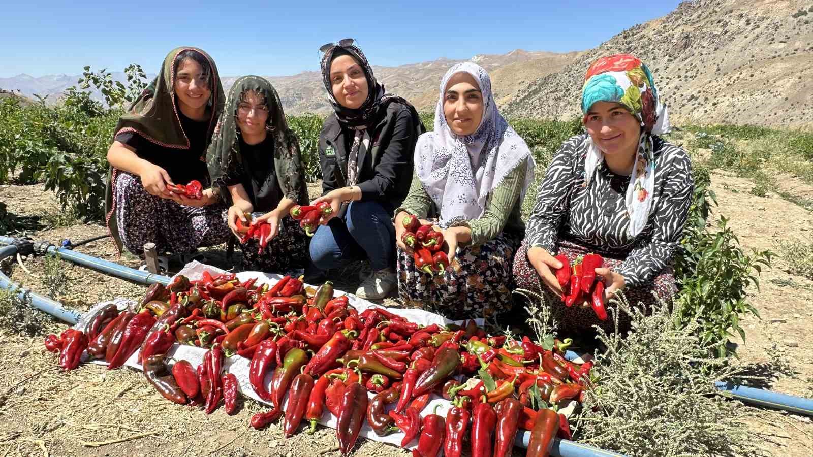 Hakkari’de  kadınların  biber hasadı başladı