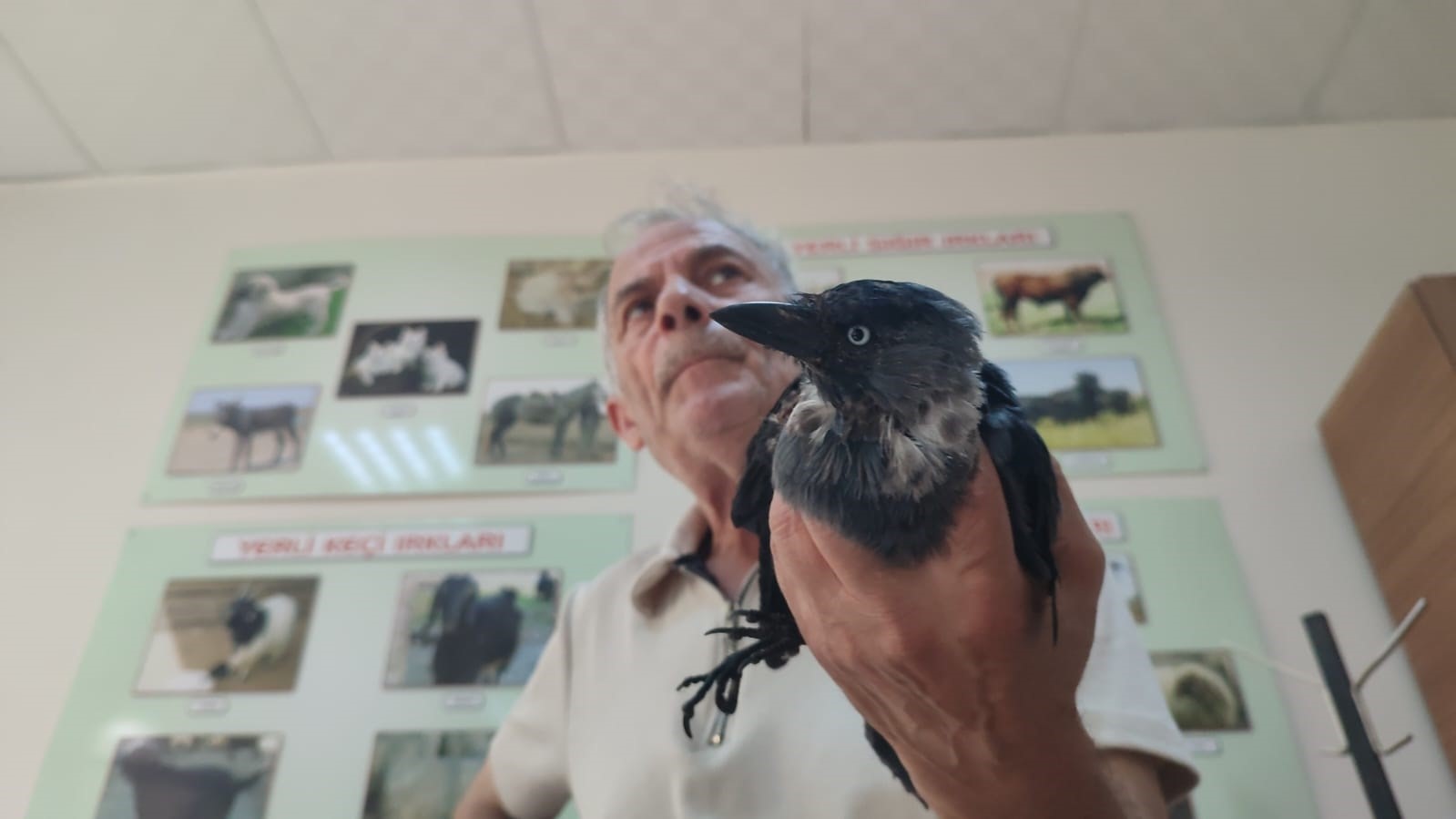 Hayvansever vatandaştan örnek davranış