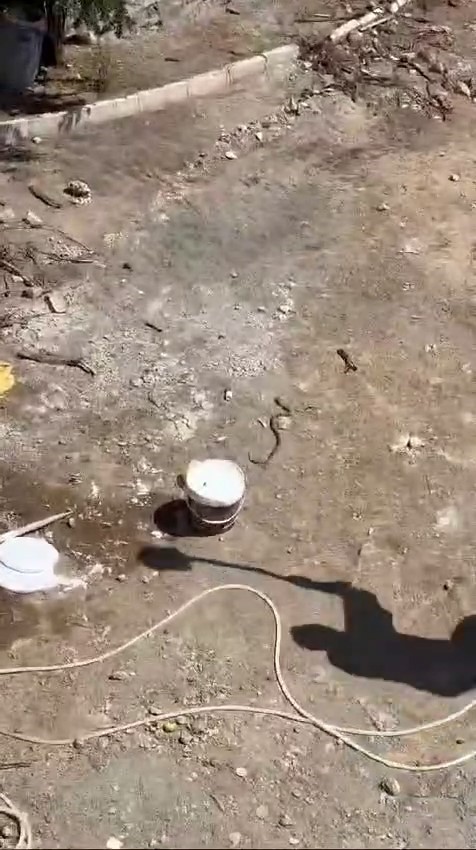 Kafası kopartılan yılan başıyla hareket etti