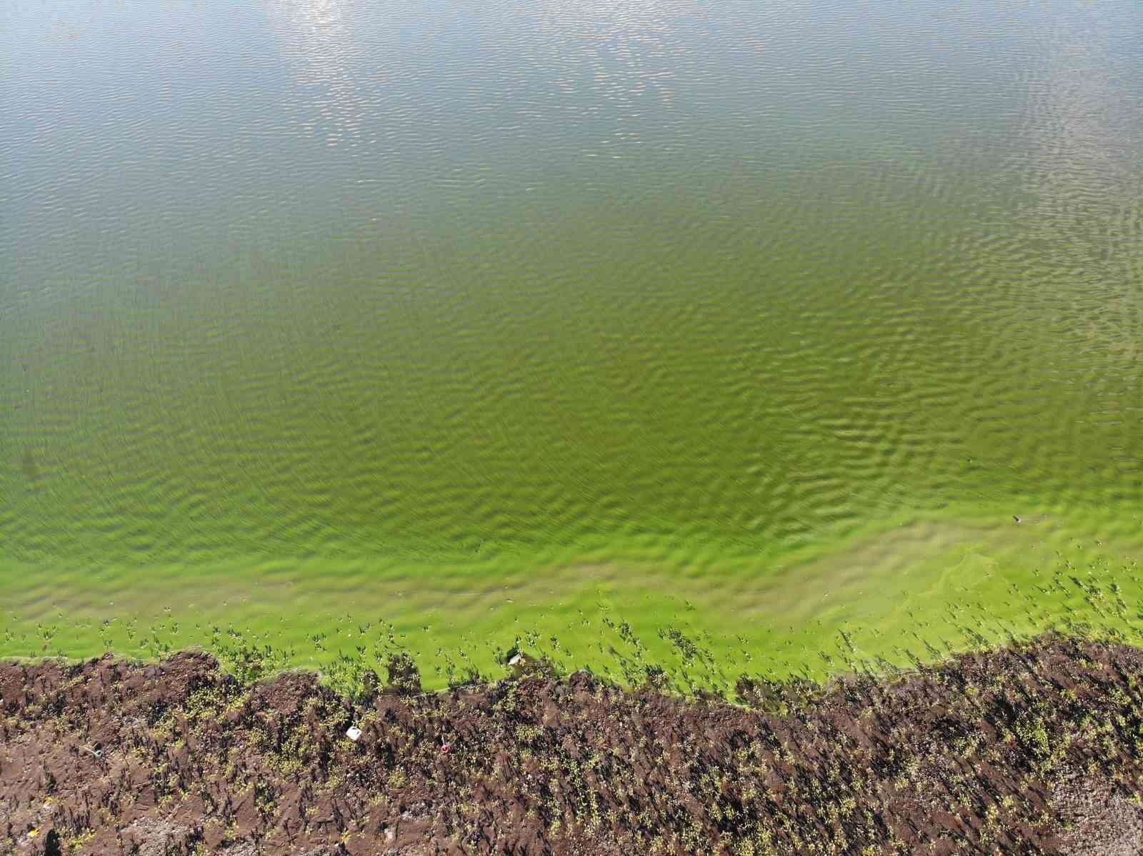 Kars Baraj Gölü’nde alg patladı, suyun rengi yeşile döndü