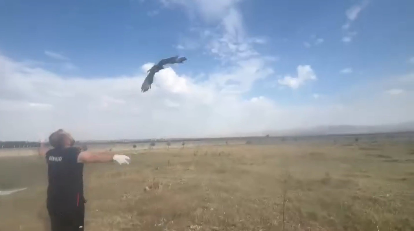 Kars’ta  bulunan kızıl şahin doğal ortamına bırakıldı