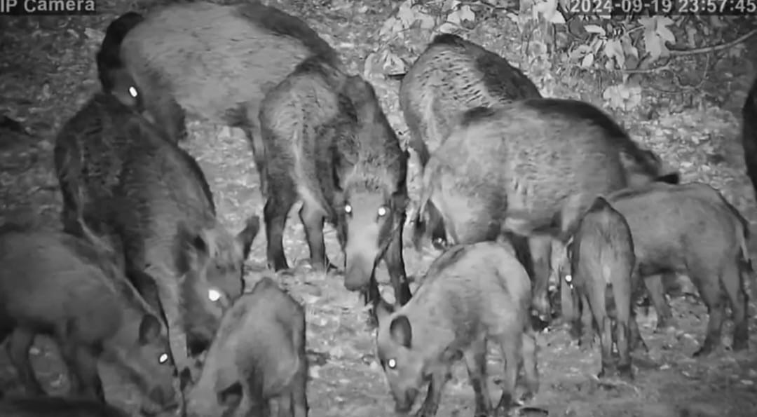 Onlarca domuz, yiyecek bulmak için yerleşim yerlerine indi