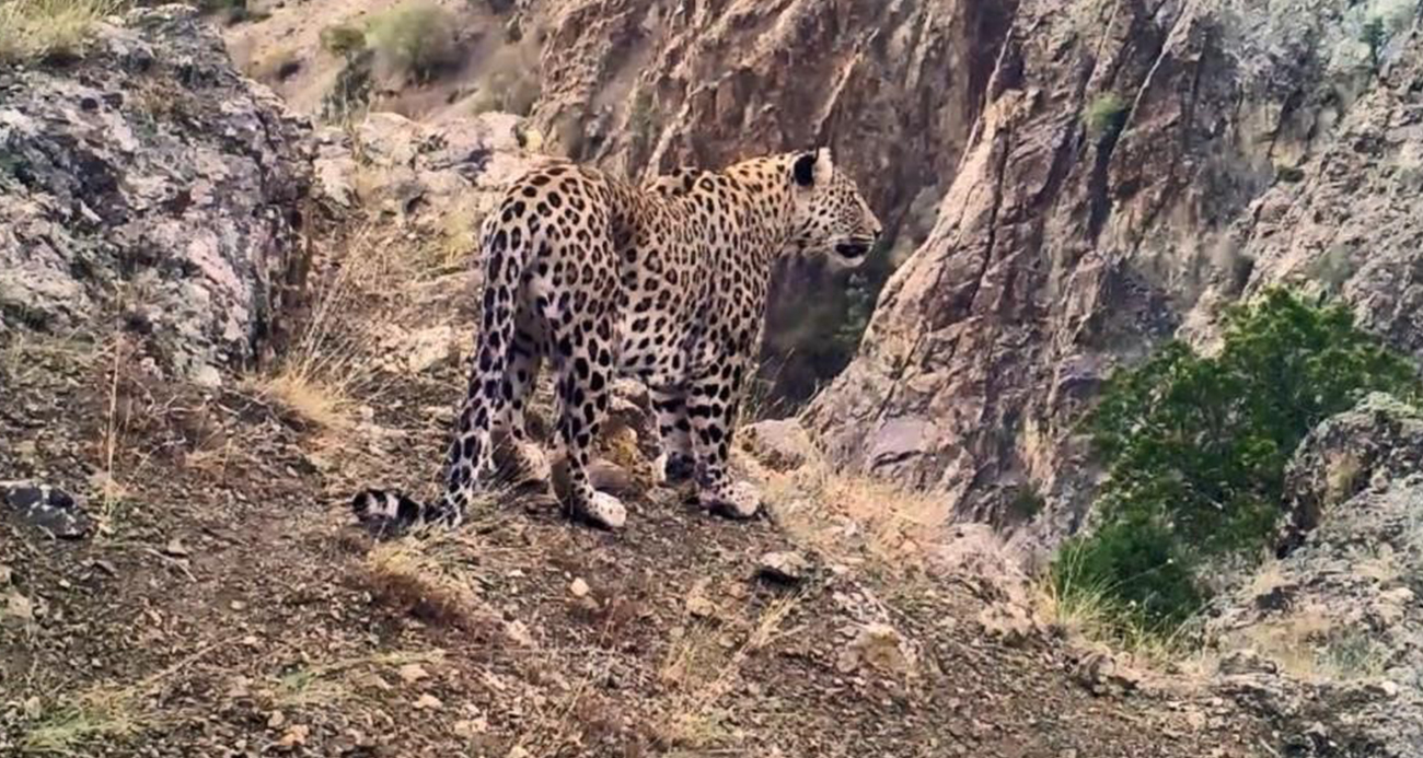 Anadolu parsını avlamanın cezası 30 milyon lira