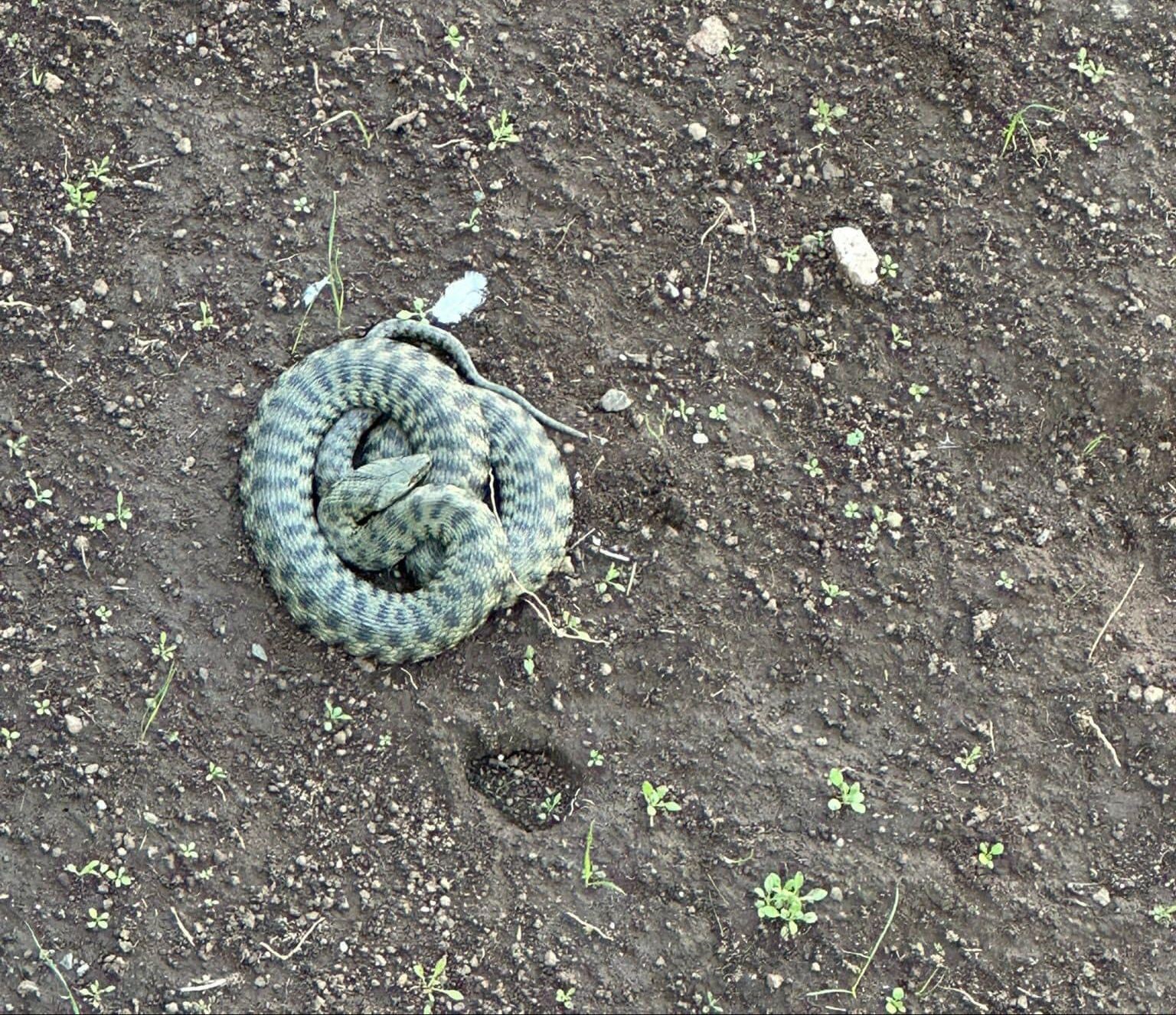 Patnos’ta yılan paniği