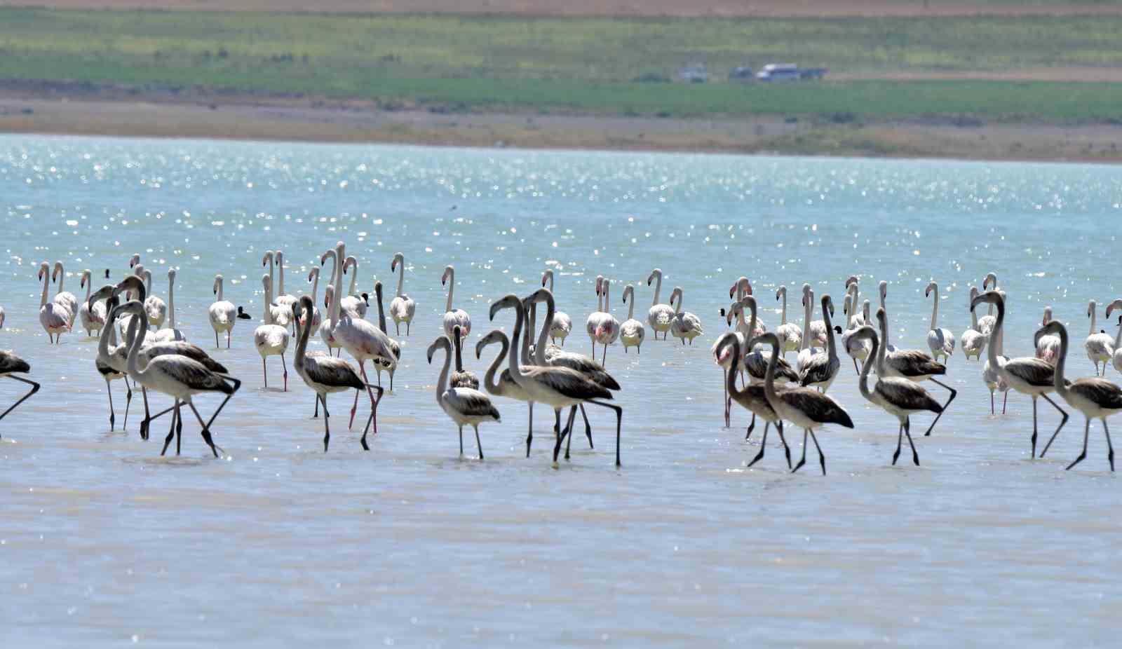 Rengarenk flamingolar görenleri mest etti