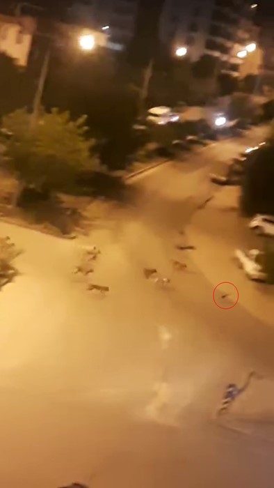 Sokak köpekleri, kediyi parçaladı