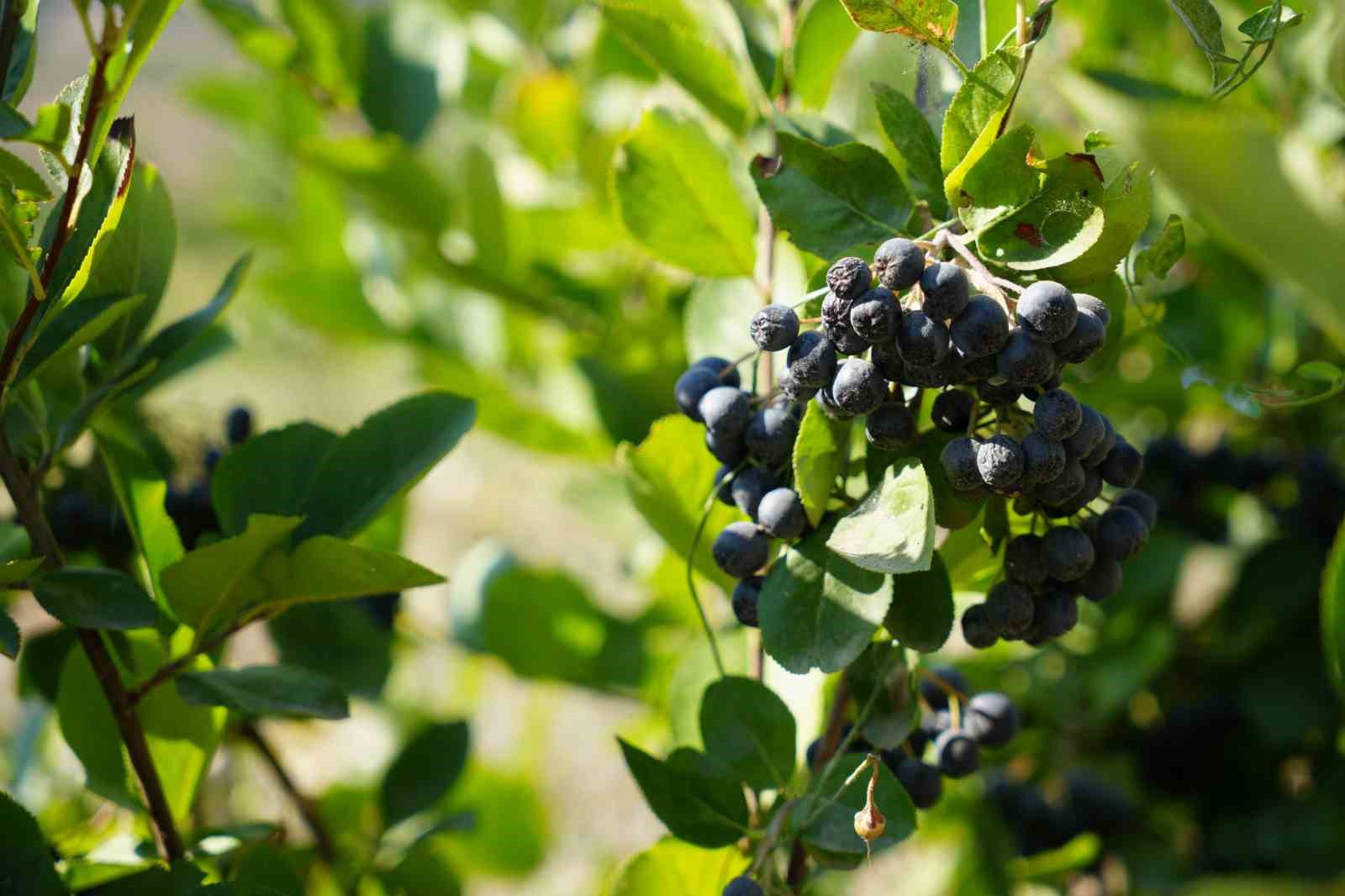 Yediği dondurma nedeniyle  aronya bahçesi kurdu