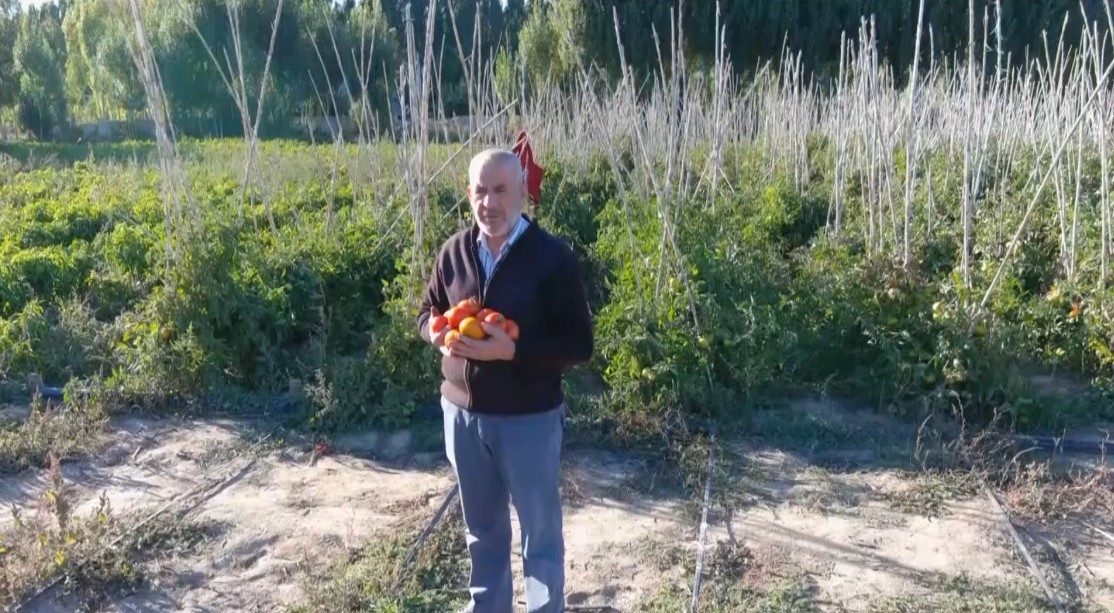 Van’da tarla ile market arasındaki fiyat farkı vatandaşları tarlalara yöneltti