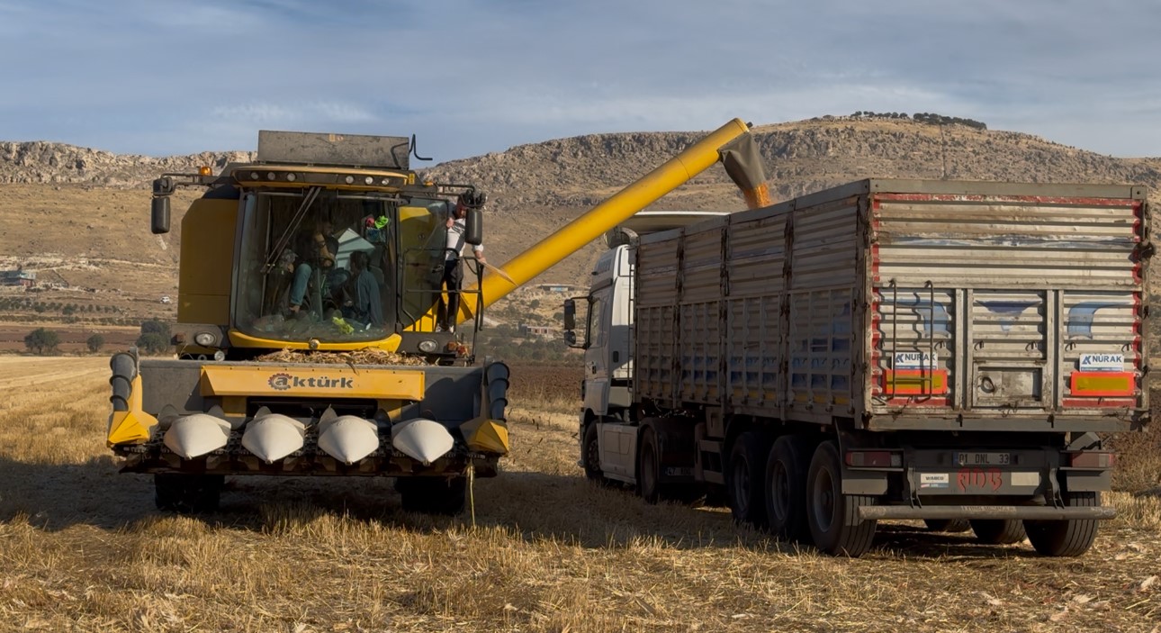 Biçerdöver operatörlerinin zorlu mesaisi