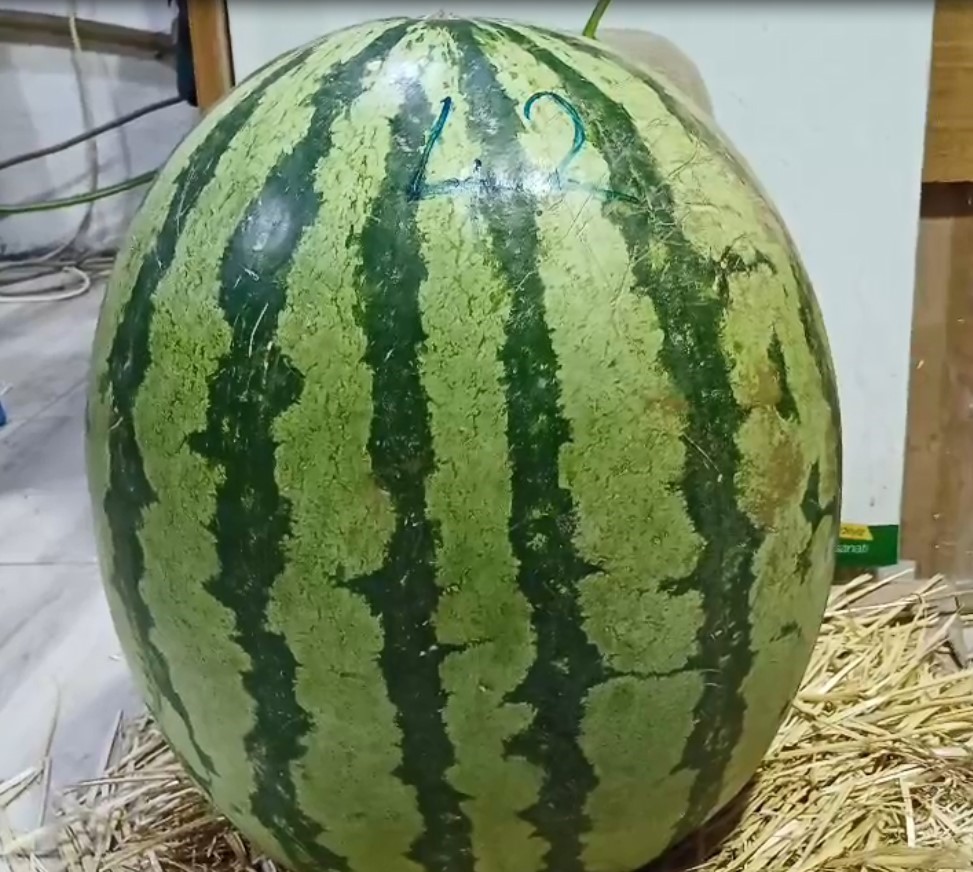 Batman karpuzu Diyarbakır karpuzuna rakip oldu