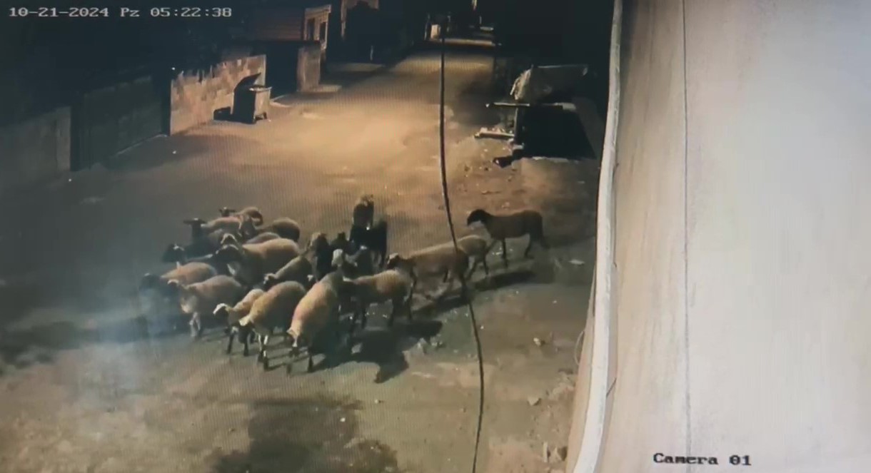 Depremzede vatandaşın 22 küçükbaş hayvanını sürerek çaldılar