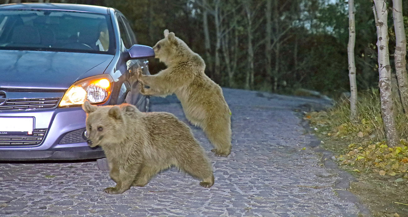 Aç kalan ayılar yiyecek için araçlara saldırdı