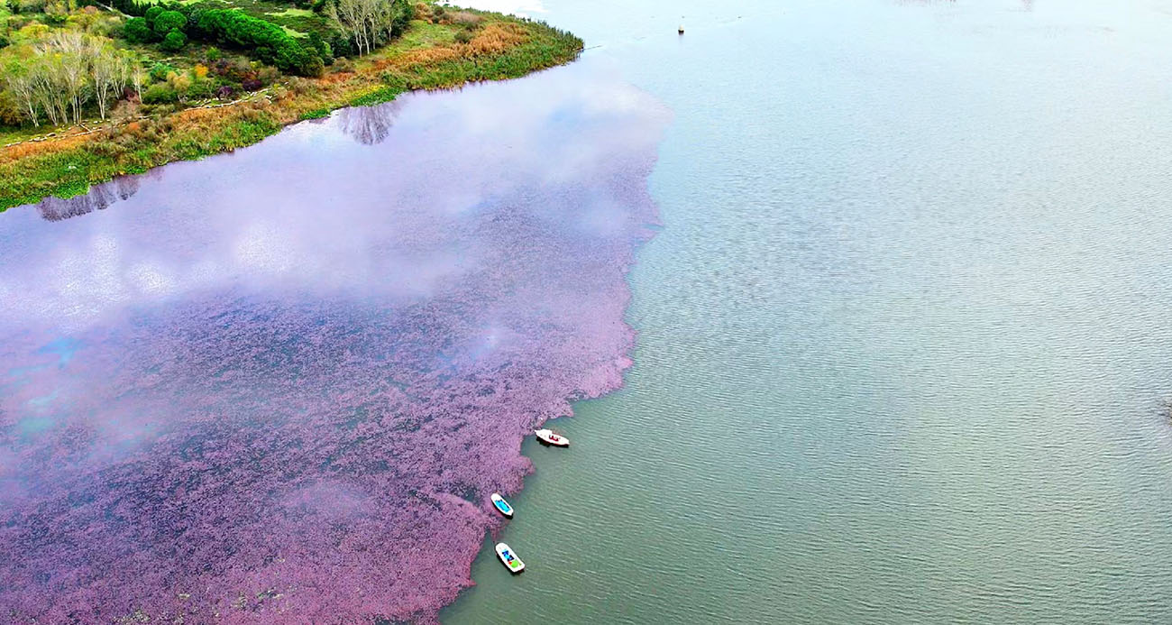 Görenleri kendine hayran bıraktı: Çiçekler gölün yarısını pembeye boyadı