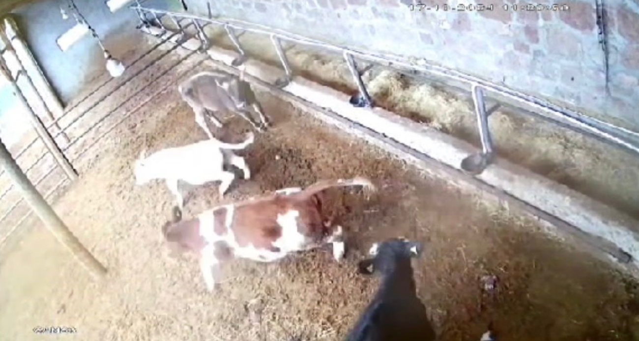 İneklerin deprem paniği kamerada!