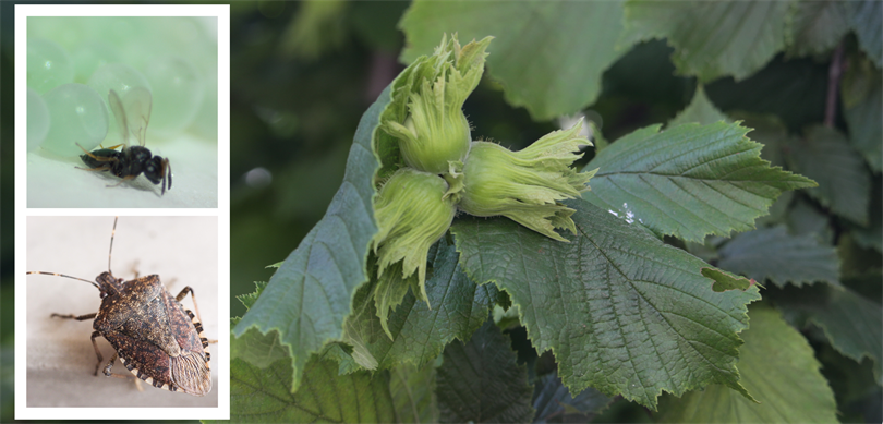Kahverengi Kokarcayla mücadele için 207 bin “Samuray Arısı” salımı yapıldı