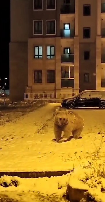 Kış uykusuna yatmayan ayıya seslenen Rizeli gülümsetti