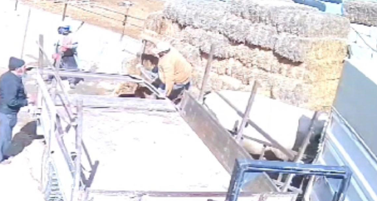 Kızgın boğa kendisini yakalamak isteyen adamı havaya uçurdu: O anlar kamerada