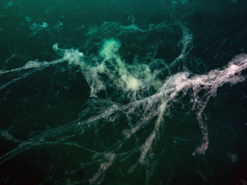 Müsilaj tehlikesi yeniden gündemde. Marmara’da 24 metreye kadar yayıldı