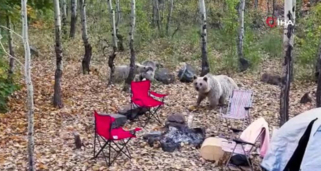Nemrut Kalderası’nda piknikçilerin çadırına dadanan ayılar böyle görüntülendi