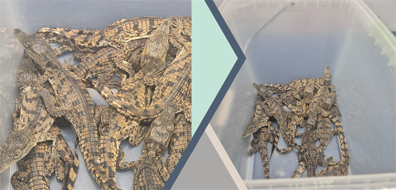 Türkiye’ye kaçak yollarla getirilen timsahlara el konuldu