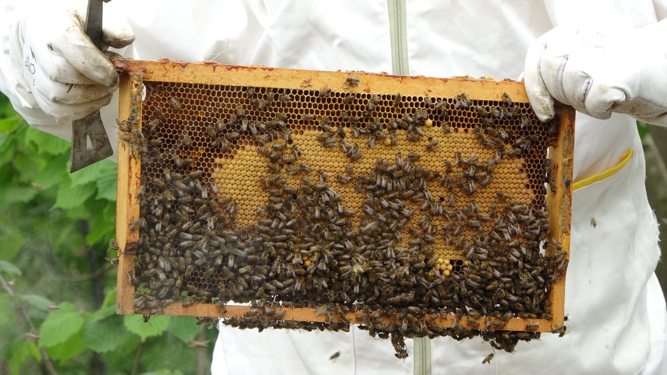 Uzmanından uyarı: “250 liradan ucuz olan ürünler bal diye satın alınmamalı”