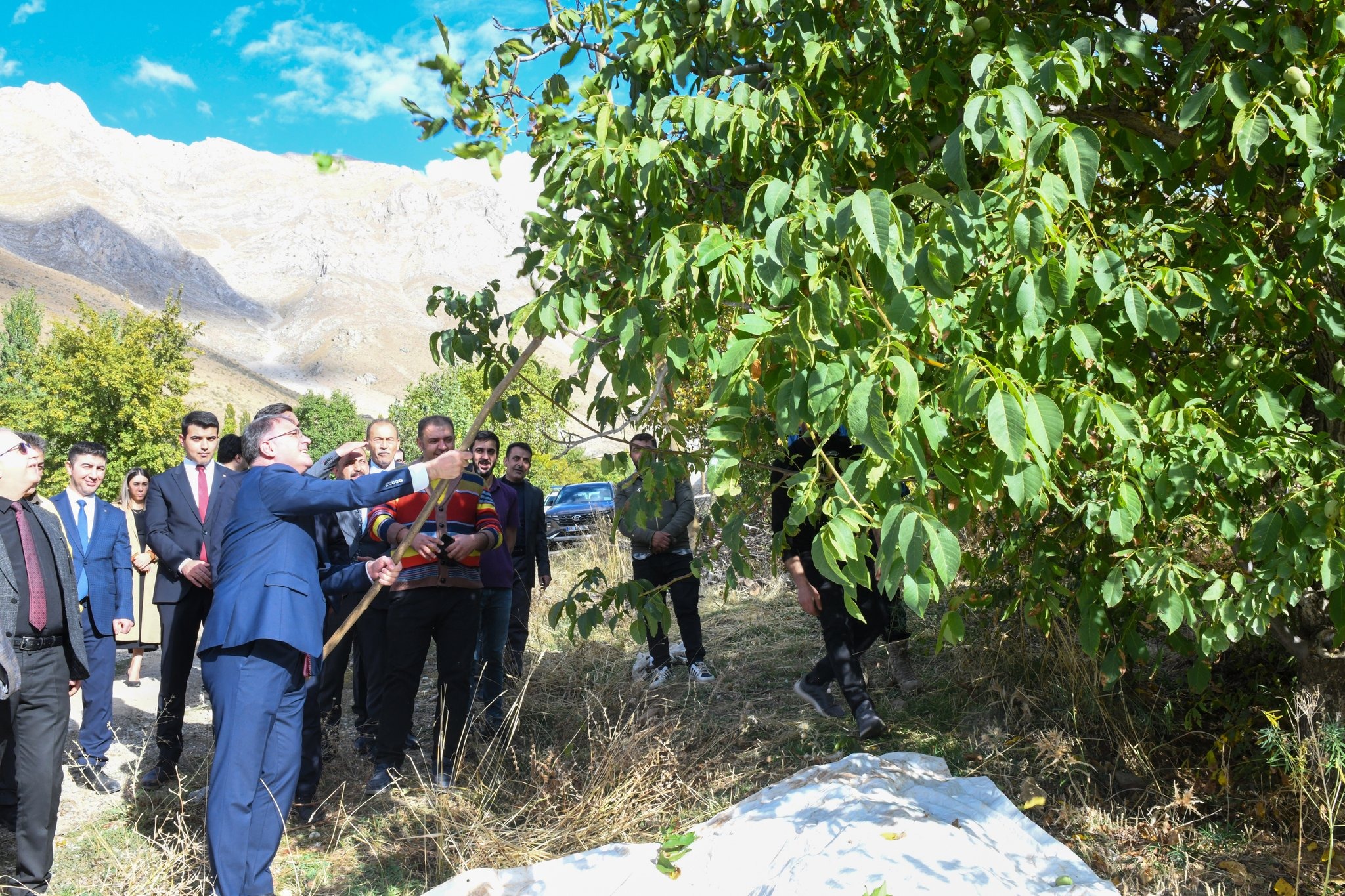 Van Valisi Balcı ceviz hasadı yaptı