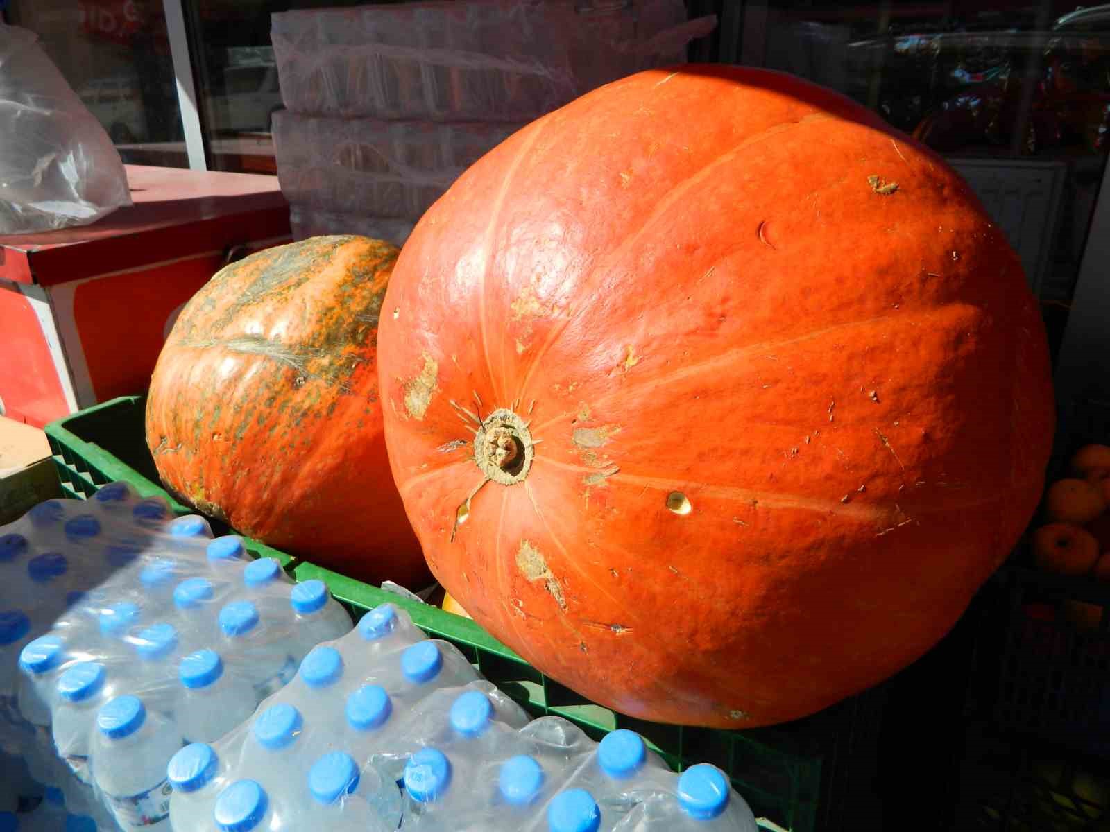 Ardahan’da dev kabak ilgi odağı oldu