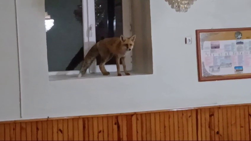 Camiye giren tilki şaşkınlığa neden oldu