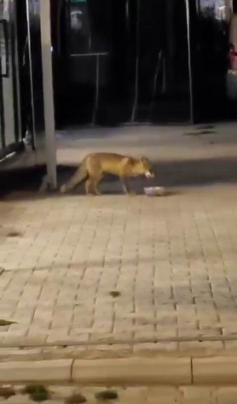 Ciğercinin sevimli müdavimi