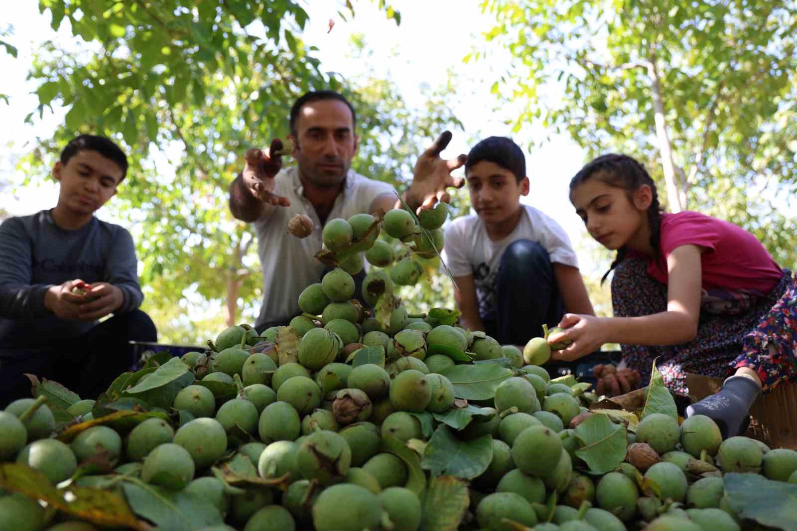 Elazığ’da ceviz hasadı zamanı