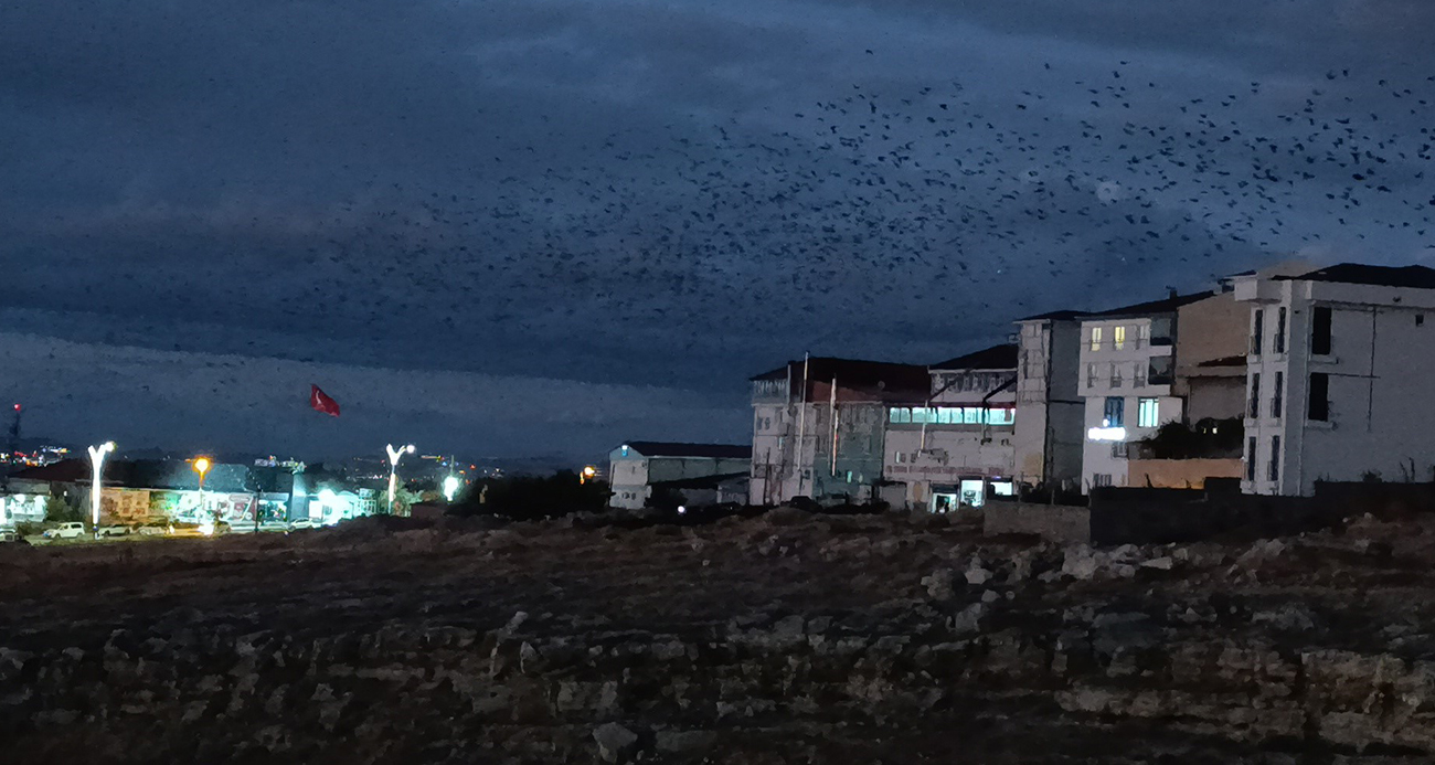 Van’da binlerce karga kış hazırlığına başladı